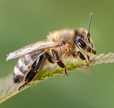 Thementag Faszination Wild- und Honigbienen