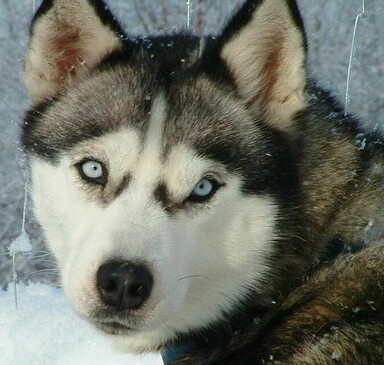 Weihnachtliche Huskywanderung