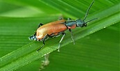 Naturfotografie, Foto: Heinz Sielmann Stiftung