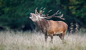 Hirsche röhren hören, Foto: Christian Naumann, Lizenz: NaturSchutzFonds Brandenburg