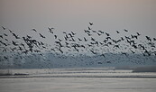 Vogelschwärme auf dem Zug nach Süden, Foto: M.Kreiling, Lizenz: NaturSchutzFonds Brandenburg