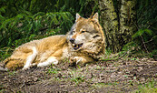 Wolf im Wildpark Schorfheide, Foto: Michael Mattke, Lizenz:  Michael Mattke