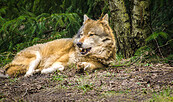 Wolf im Wildpark Schorfheide, Foto: Michael Mattke, Lizenz:  Michael Mattke