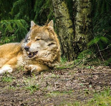 Vollmondwolfsnacht im Wildpark Schorfheide