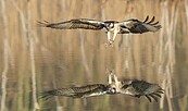 Fischadler bei der Jagd, Foto: F. Koch, Lizenz: NaturSchutzFonds Brandenburg