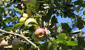 Äpfel von der Streuobstwiese im Freilandmuseum Lehde, Foto: Museum OSL/ Linke, Lizenz: Museum OSL