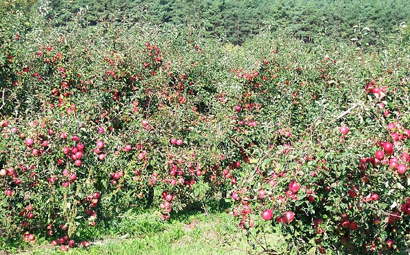 Apfelplantage am Panoramaweg, Foto: Gilde der Stadtführer, Lizenz: Gilde der Stadtführer