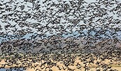 Viele Blässgänse fliegen auf, Foto: Lerch Ulmer, Lizenz: NaturSchutzFonds Brandenburg