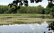 Buchwäldchener Teiche, Foto: Claudia Donat, Lizenz: Naturpark Niederlausitzer Landrücken