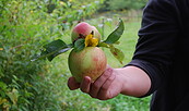 Apfel in der Hand, Foto: NAJU Brandenburg, Lizenz: NAJU Brandenburg