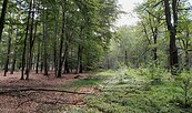 Laubwald im Sandteichgebiet , Foto: Daniela Drechsler, Lizenz: NaturSchutzFonds Brandenburg
