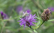 Langhornbiene, Foto: Ralf Donat, Lizenz: Sielmanns Naturlandschaft Wanninchen