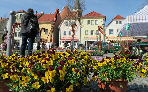 Pflanzen beim Calauer Wochenmarkt., Foto: Jan Hornhauer, Lizenz: Stadt Calau