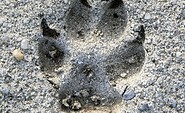 Wolfsspur Wanninchen, Foto: Ralf Donat, Lizenz: Sielmanns Naturlandschaft Wanninchen