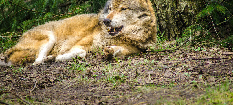 Wolfsfrühstück im Wildpark Schorfheide