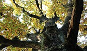 Uralte Eiche im Herbstkleid (Lübbinchen) , Foto: Gudrun Jordan, Lizenz: Gudrun Jordan