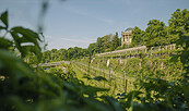 Königlicher Weinberg Potsdam, Foto: Julia Nimke, Lizenz: PMSG SPSG