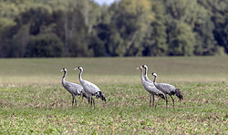 Kranich-Safari durch Sielmanns Naturlandschaft Wanninchen