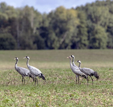 Kranich-Safari durch Sielmanns Naturlandschaft Wanninchen