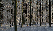 Görlsdorfer Wald, Foto: Ralf Donat, Lizenz: Sielmanns Naturlandschaft Wanninchen