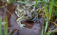 Kleine Sölle bieten Lebensraum für viele Amphibien, Foto: J. Müller, Lizenz: NaturSchutzFonds Brandenburg