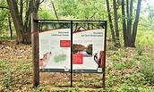 Der Wildnispfad Lieberoser Heide, Foto: Tilo Geisel, Lizenz: Stiftung Naturlandschaften Brandenburg