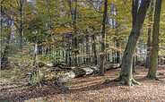 Görlsdorfer Wald, Foto: Ralf Donat, Lizenz: Sielmanns Naturlandschaft Wanninchen