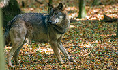 Wölfe in der Lieberoser Heide, Foto: Dr. Tilo Geisel, Lizenz: Stiftung Naturlandschaften Brandenburg