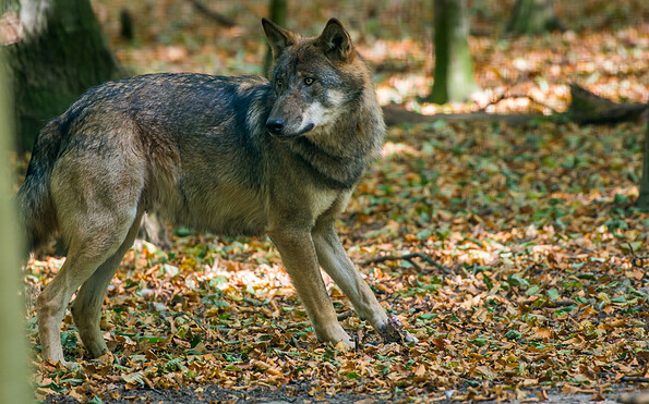 Wölfe in der Lieberoser Heide, Foto: Dr. Tilo Geisel, Lizenz: Stiftung Naturlandschaften Brandenburg