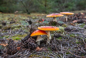 Wildnis-Tour: Die Jahreszeiten im Spiegel der Natur - der Herbst