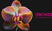 Orchideenblüte 2024 in der Biosphäre Potsadm, Foto: Biosphäre Potsdam, Lizenz: Biosphäre Potsdam