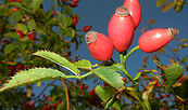 Hagebutten - die Früchte der Wildrose, Foto: Marina Delzer, Lizenz: grün und wild