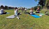 Yoga mit Alpakas, Foto: Julia Scherry, Lizenz: Julia Scherry