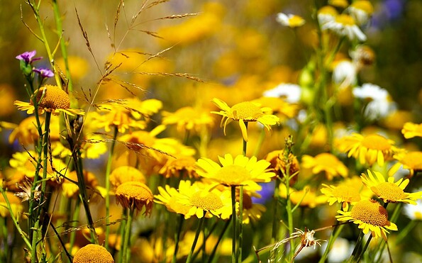 Wildpflanzen, Foto: Matthias Boeckel, Lizenz: https://pixabay.com