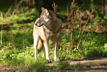 ErlebnisTour: Der Wolf im Hohen Fläming - Praxistag Wolf