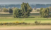 NSG Belziger Landschaftswiesen, Foto: Steffen Bohl, Lizenz: Steffen Bohl