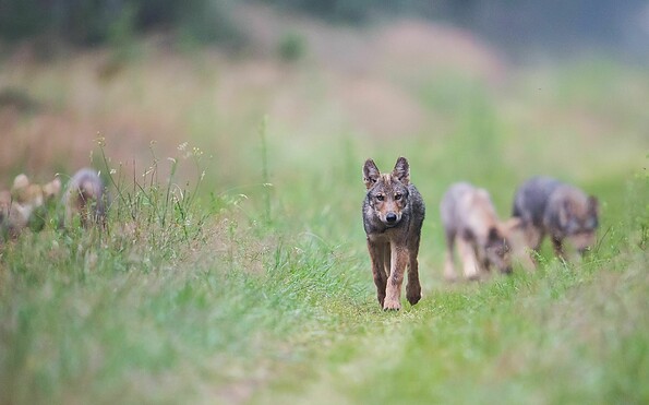 Wölfe im Fläming, Foto: Heiko Anders