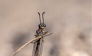 Ameisenjungfer, Foto: Ralf Donat, Lizenz: Sielmanns Naturlandschaft Wanninchen