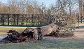 Umgestürzter Baum im Park Sanssouci, Foto: © SPSG, Lizenz: © SPSG