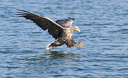 Seeadler, Foto: Dieter Damschen