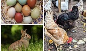 Eier, Hühner und Hase, Foto: Anne-Kathrin Kuhlemann