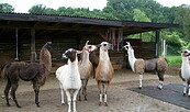 Lamas am Unterstand, Foto: Juliane Frank, Lizenz: Tourismusverband Dahme-Seenland e.V.