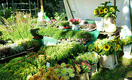 Pflanzenverkauf auf dem Markt, Foto: Juliane Frank, Lizenz: Tourismusverband Dahme-Seenland e.V.