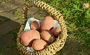 Rotschalige Kartoffeln, Foto: M. Keil, Lizenz: M. Keil