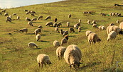 Schafe auf dem Deich, Foto: Aline Jacubeit, Lizenz: NABU Rühstädt