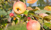 Apfelbaum mit reifen Äpfeln, Foto: Wolfgang Ewert