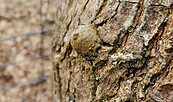 Baumperlen - Schätze der Natur, Foto: Denise Rose, Lizenz: Denise Rose