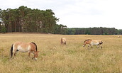 Wildpark Schorfheide, Foto: Anke Bielig, Lizenz: Gemeinde Schorfheide