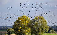 Wildgänse, Foto: Mathias Lohr