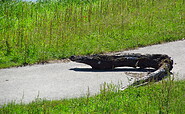 Krokodil, Foto: Bernd Müller, Lizenz: NaturFreunde Oberbarnim e.V.